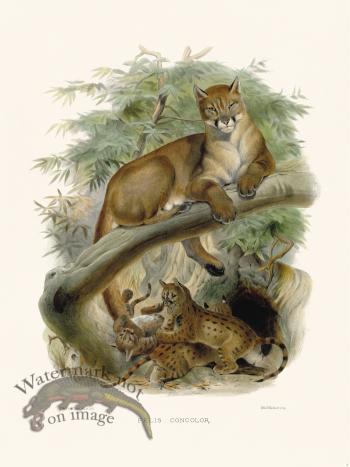 Elliot Cat 02 Mountain Lion